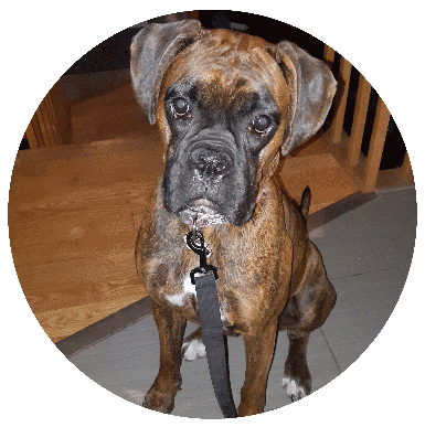 Chien