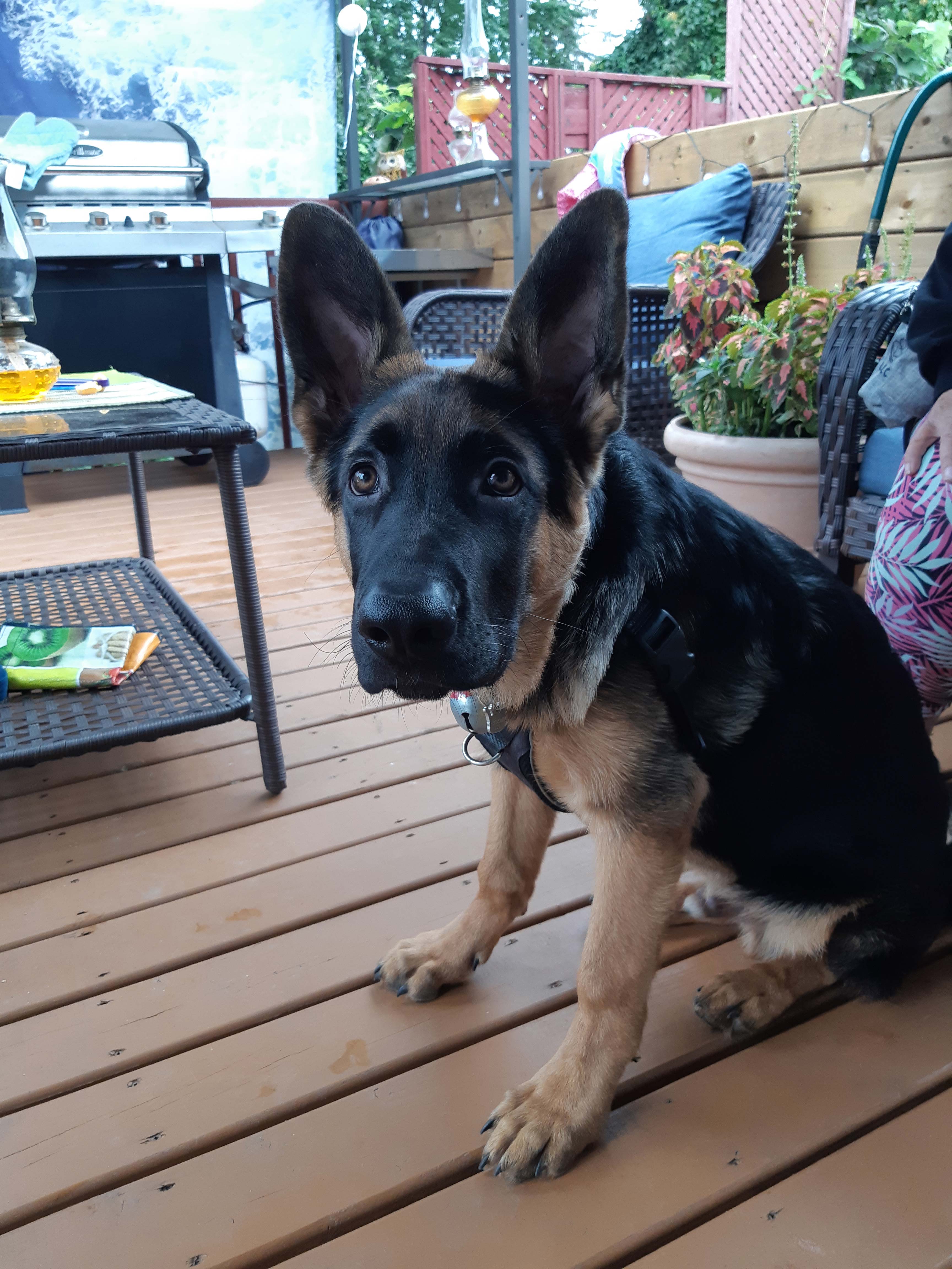 Chien goliath