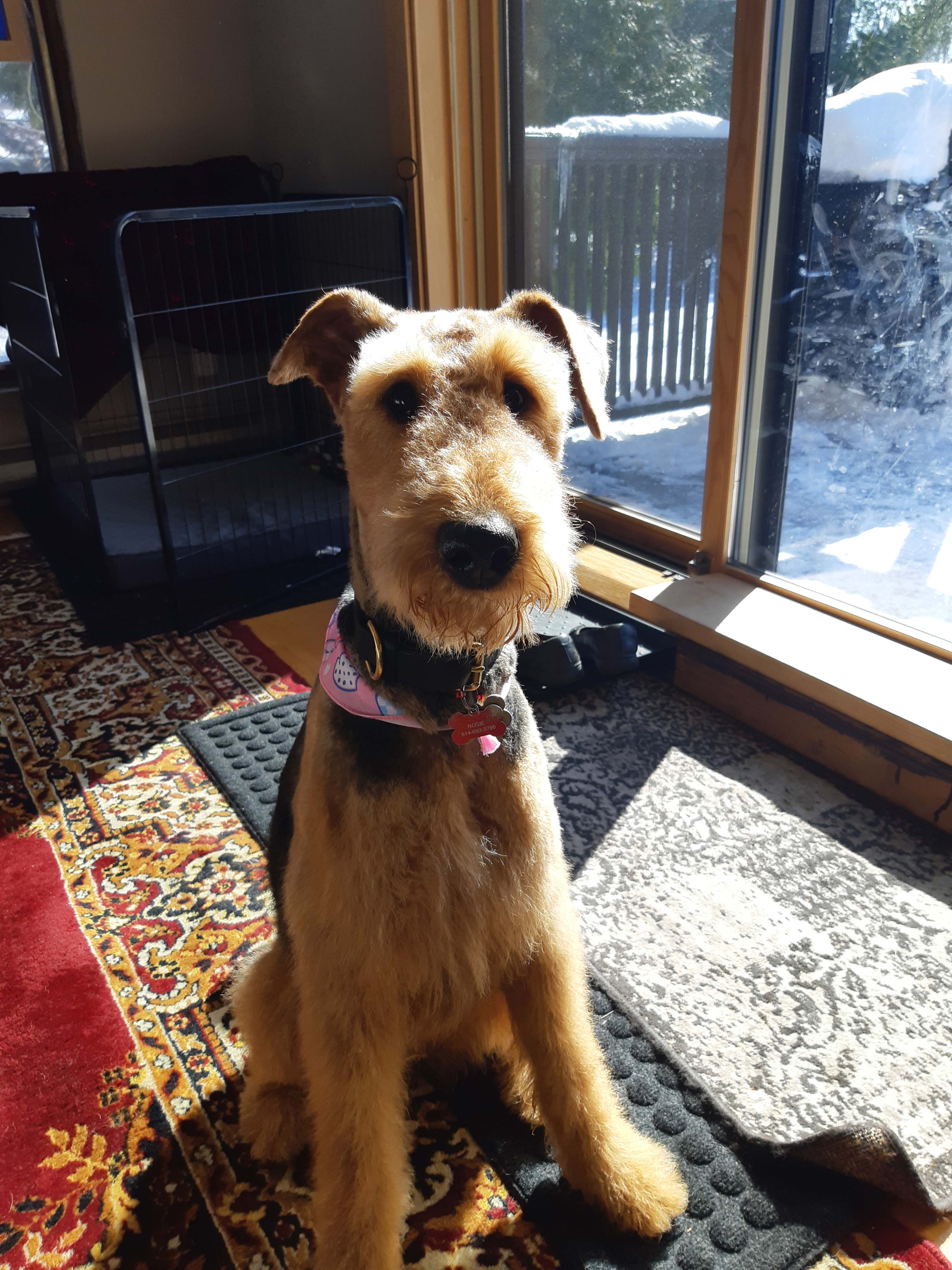 Chien rosie